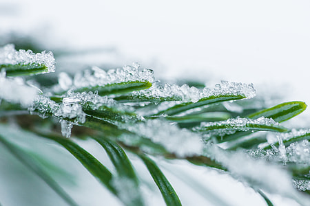 Pine Needles With Snow Crystals Close Up thumbnail