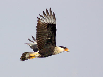 flying white and black bird thumbnail
