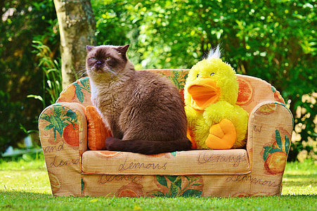 gray and black cat on sofa thumbnail