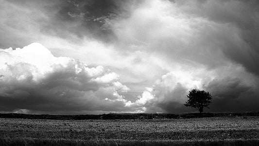 greyscale photo of tree thumbnail