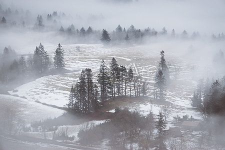 green pine trees and ground covered with snow thumbnail