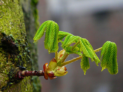 shallow focus of sprout thumbnail