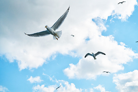 low angle photography of several gulls flying thumbnail