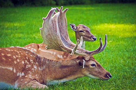 two deer laying on green grass field thumbnail