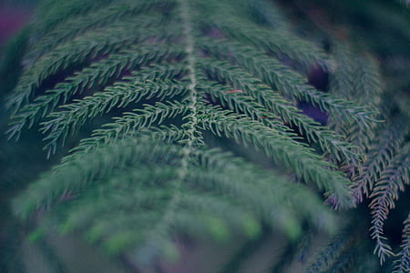 green leaves thumbnail