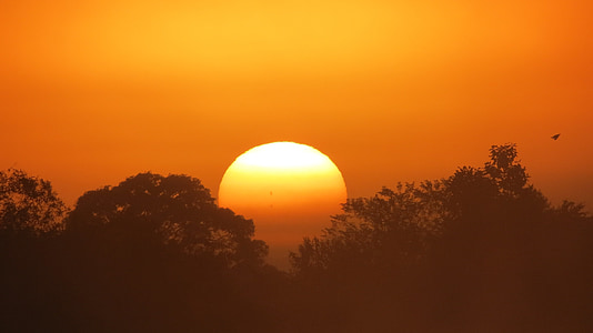 silhouette of trees in golden hour background thumbnail