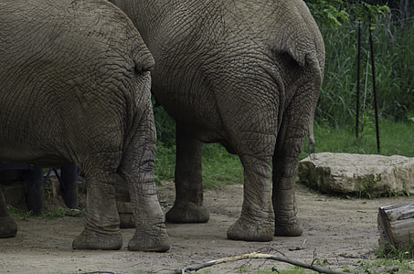 two black elephants thumbnail