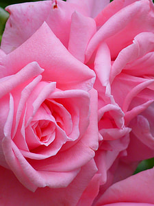 close-up photo of pink roses thumbnail