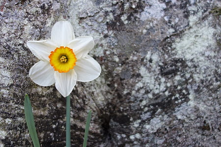 close-up photography of white and yellow daffodil thumbnail