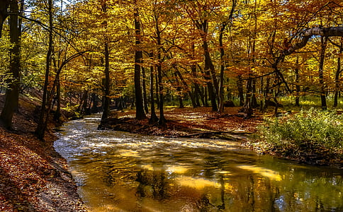 trees on riverside thumbnail