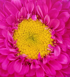 pink daisy flower in macro photography thumbnail
