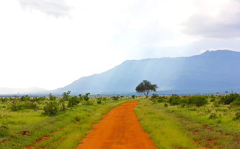 brown road between green grass field and trees at daytime thumbnail