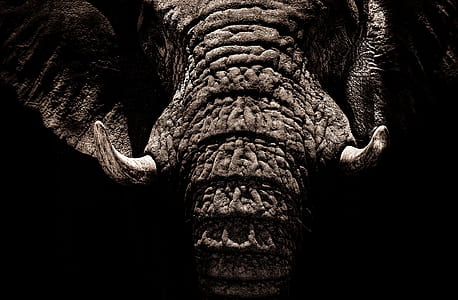 brown elephant thumbnail