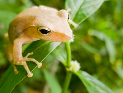 yellow lizard on leaf thumbnail
