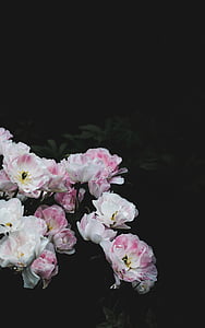 white and pink petaled flowers thumbnail