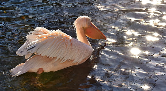 white pelican at water thumbnail