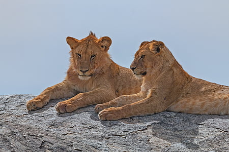 two brown lions thumbnail