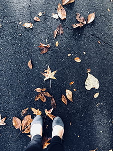 dried maple leaves on ground thumbnail