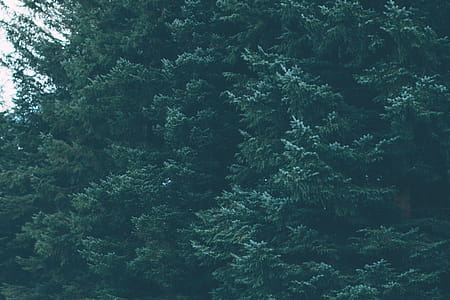 Green Leafed Tree thumbnail