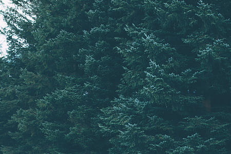 green leafed trees during daytime thumbnail