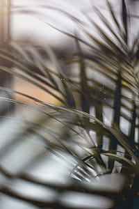 Selective Focus Photography of Green Leafed Plant thumbnail