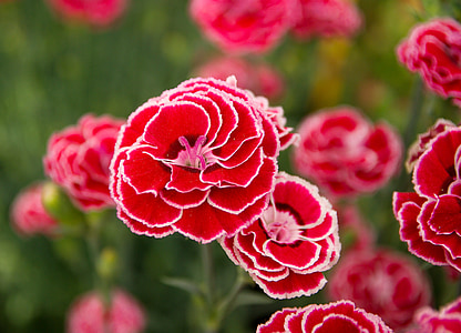 red petaled flowers during daytime thumbnail