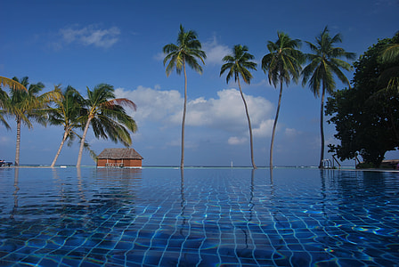 view of infinity pool and palm trees during daytime thumbnail