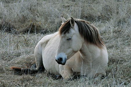 brown horse on green grass field thumbnail