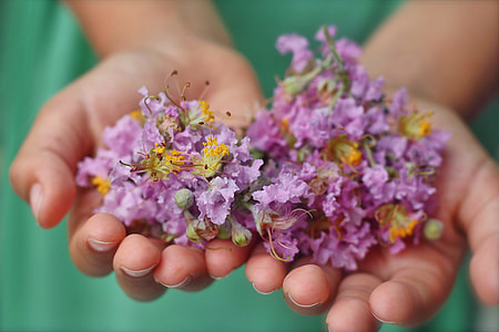 person holding purple petaled flower thumbnail