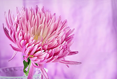 closeup photography of pink spider mum in clear glass vase thumbnail