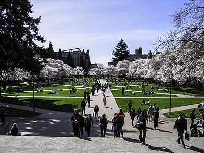 University of Washington Quad in spring in Seattle thumbnail