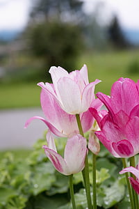 white-and-pink flowers thumbnail