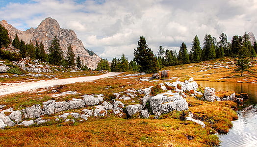 green pine trees near walkway thumbnail