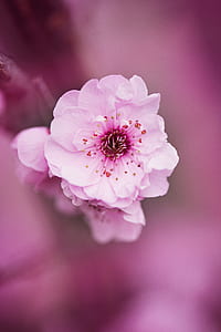 nature, flowers, petals, blur thumbnail