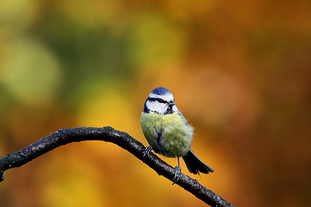 yellow and blue bird perched on brown branch at daytime thumbnail