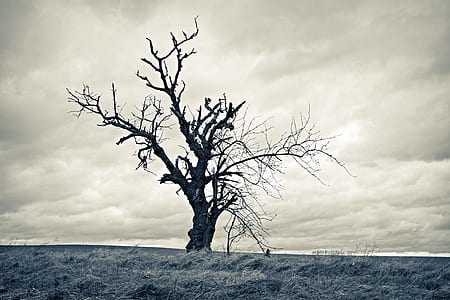 grayscale photo of bare tree at daytime thumbnail