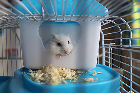 white hamster inside metal cage thumbnail