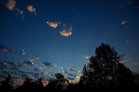 silhouette photo of trees under blue sky thumbnail