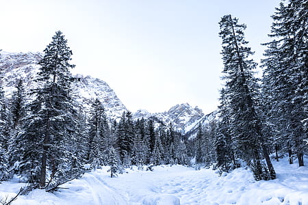 green trees filled with snow during daytime thumbnail