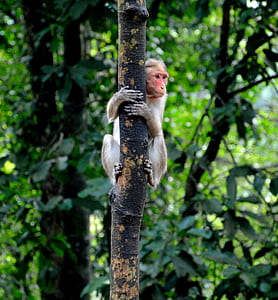 Shallow Focus Photography of Monkey on Tree thumbnail
