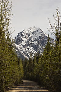 green pine trees with snow-capped mountain at daytime thumbnail