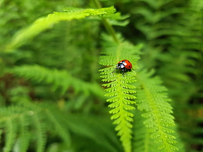 selective focus photography of ladybug perched on green fern leaf thumbnail