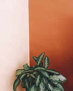 dumb cane plant thumbnail