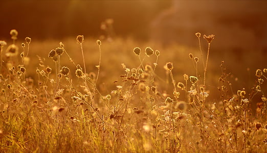 shallow focus photography of flowers thumbnail