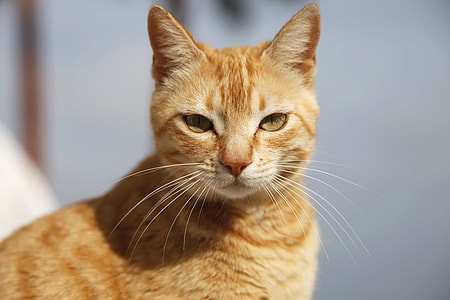 orange tabby cat thumbnail