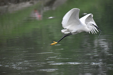 Flying Siberian Crane, White Bird thumbnail