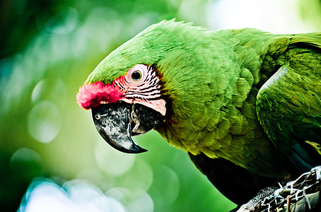 green bird in bokeh photography thumbnail