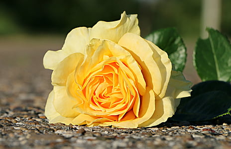 yellow petal flower on concrete floor thumbnail