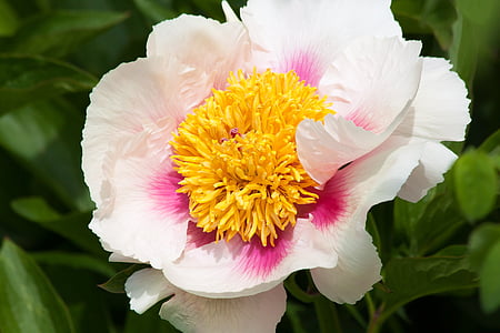 close-up photo of white and yellow petaled flower thumbnail