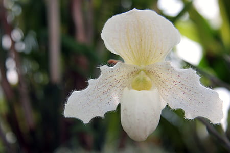 Phragmipediums are new world lady slippers that grow from Mexico through the central and northern parts of South America. thumbnail